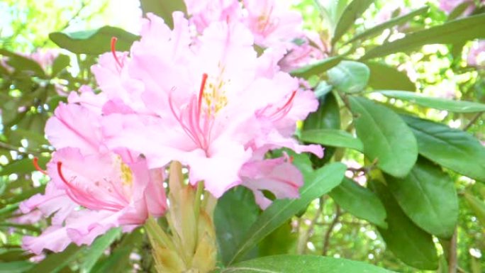 飘扬的杜鹃花的粉红色花瓣
