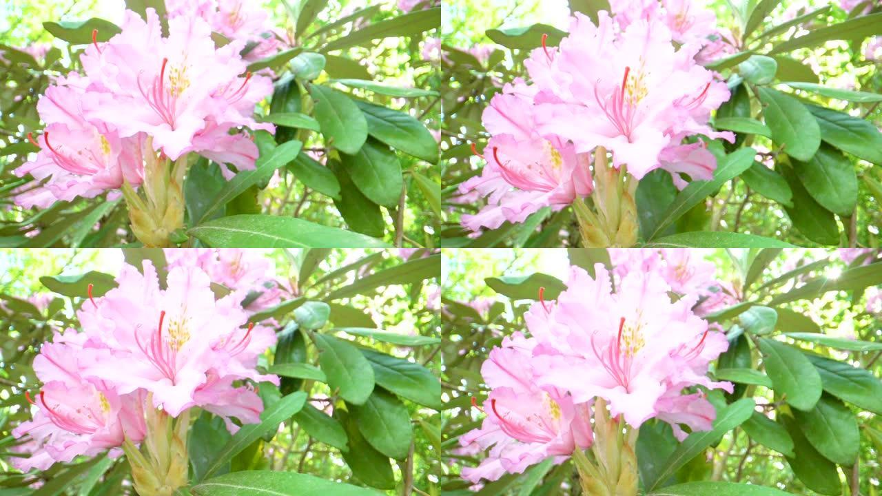 飘扬的杜鹃花的粉红色花瓣