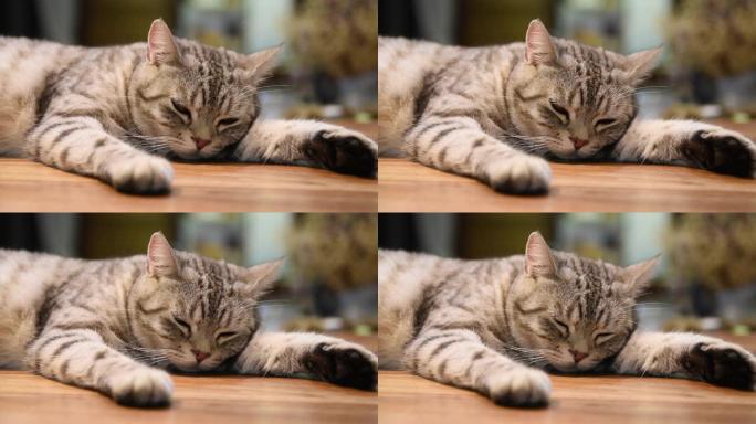 可爱的姜猫晚上躺在客厅的木桌上放松