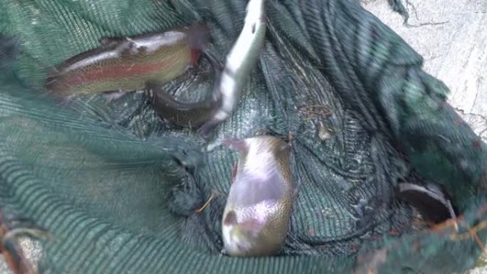 幼小的虹鳟鱼被放入鱼孵化场的金属桶中