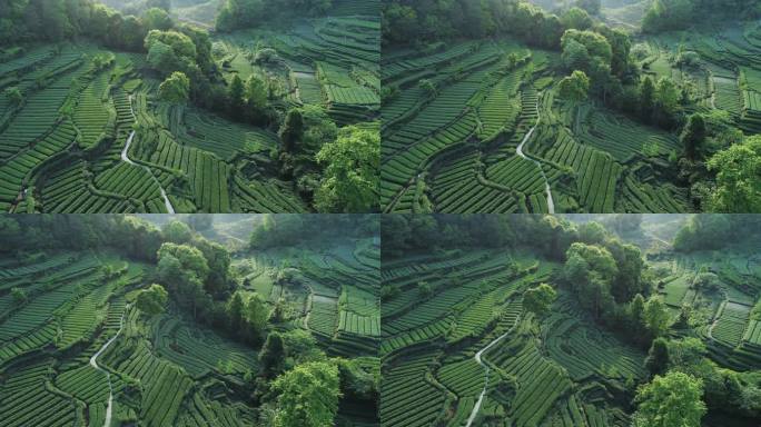 春天绿茶园航拍大自然唯美风光