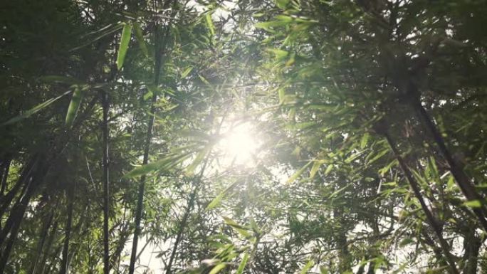 竹林中的阳光透过树叶耀斑-维多利亚公园-香港