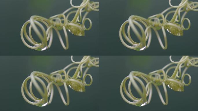绿色卷曲树枝的螺旋链