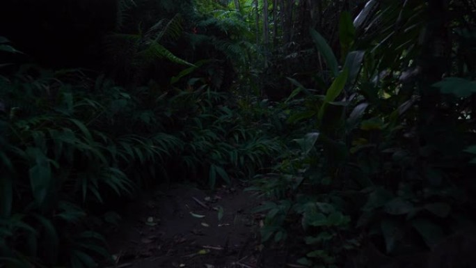 沿着巴厘岛丛林的热带森林徒步旅行