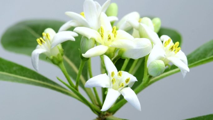 一组白色花卉延时摄影海桐蔷薇琼花火棘女贞