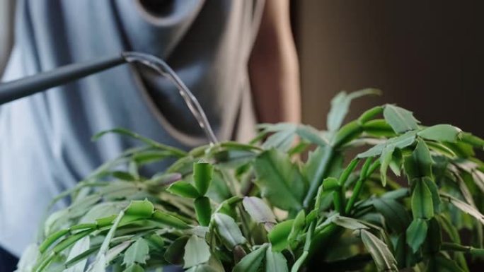 照顾家庭植物。女园丁在灰色桌子上的陶瓷盆里浇灌室内植物。