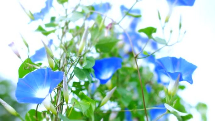 花园里的蓝色牵牛花。