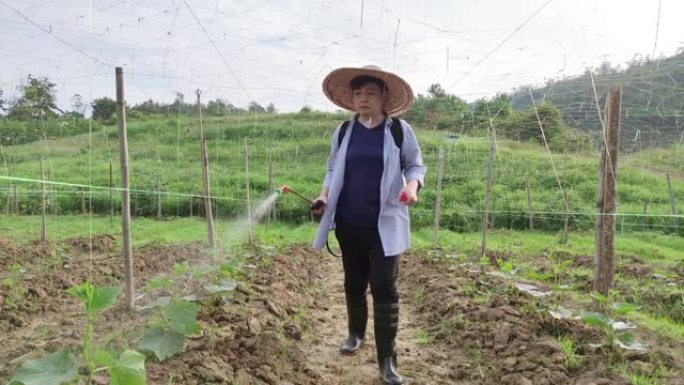 一名亚洲中国女农民在农场的植物上喷洒消毒