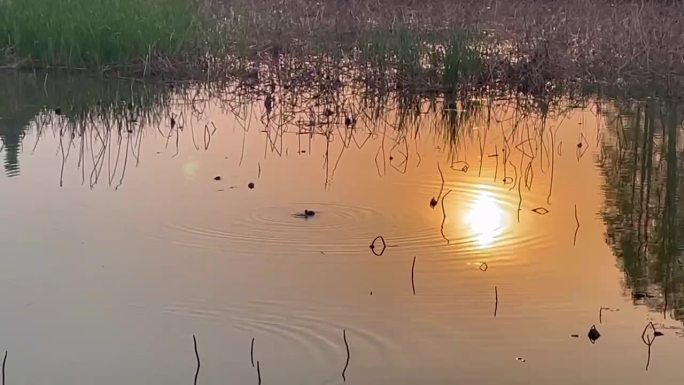 夕阳下东湖里的小野鸭