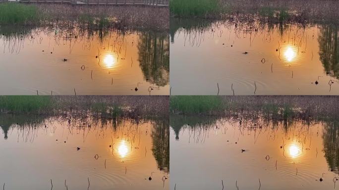 夕阳下东湖里的小野鸭