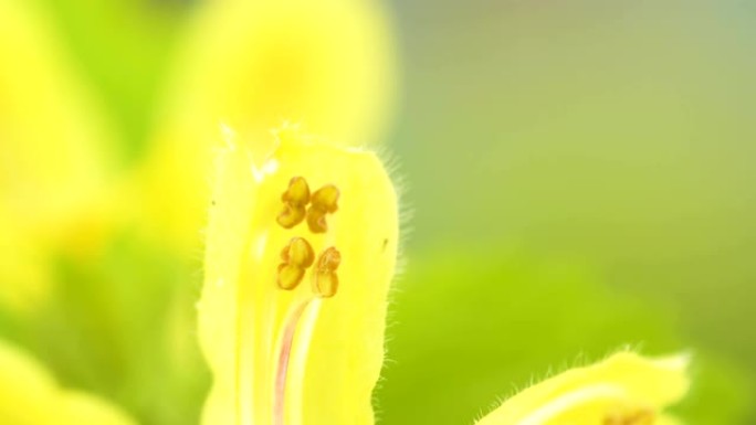 黄色大天使植物花瓣内的棕色雄蕊