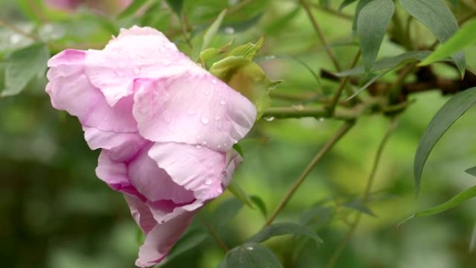 雨后粉红牡丹花