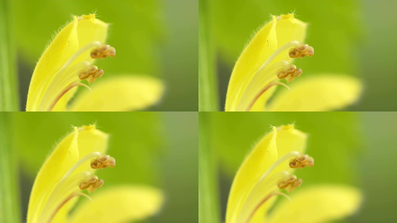 黄大天使植物雄蕊的近距离观察