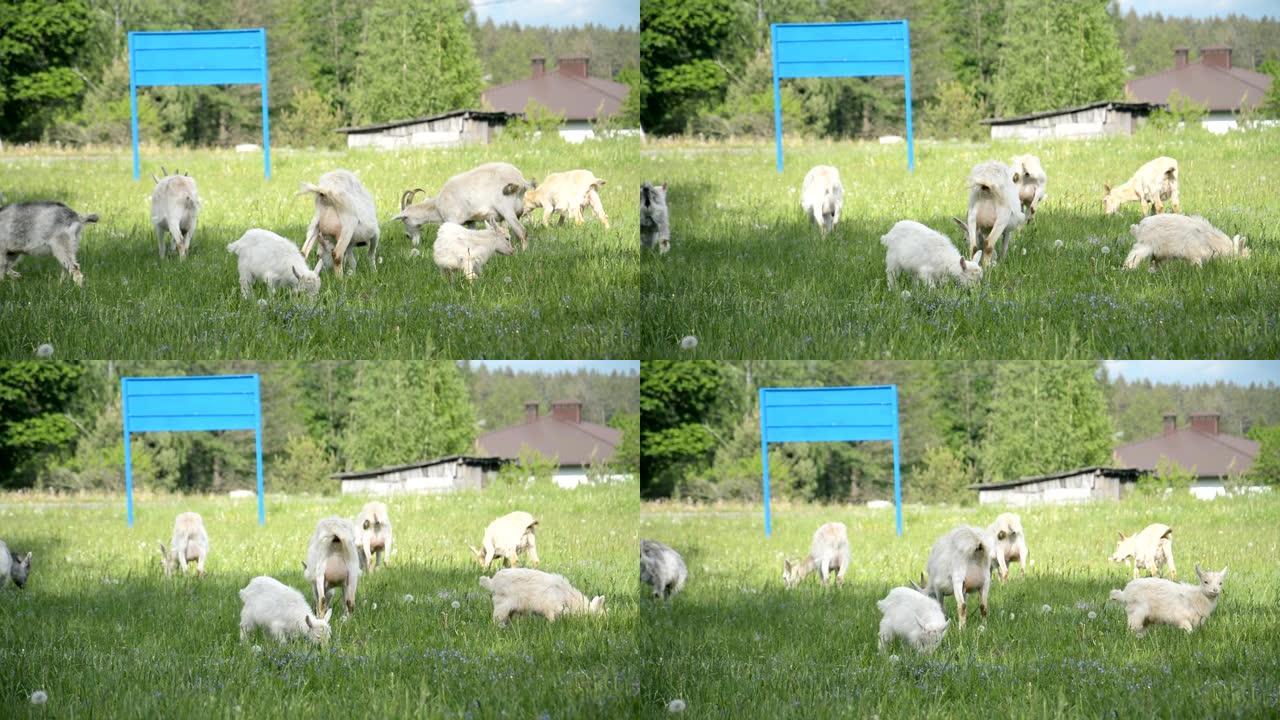 在绿草丛中放牧的山羊