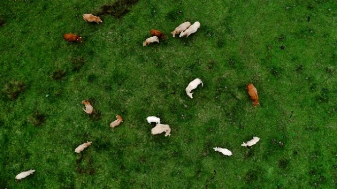草地上的牛群。有不同颜色的牛，像山谷中的棕色和白色牛-用无人机4K鸟瞰图