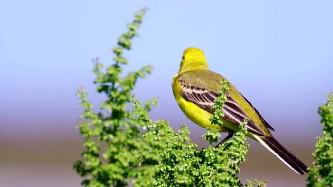 鸟-黄水晶Wagtail (Motacilla citreola) 坐在灌木丛中阳光明媚的夏日早晨的