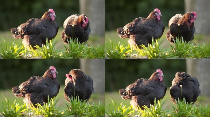 两只罗德岛红品种鸡的特写肖像