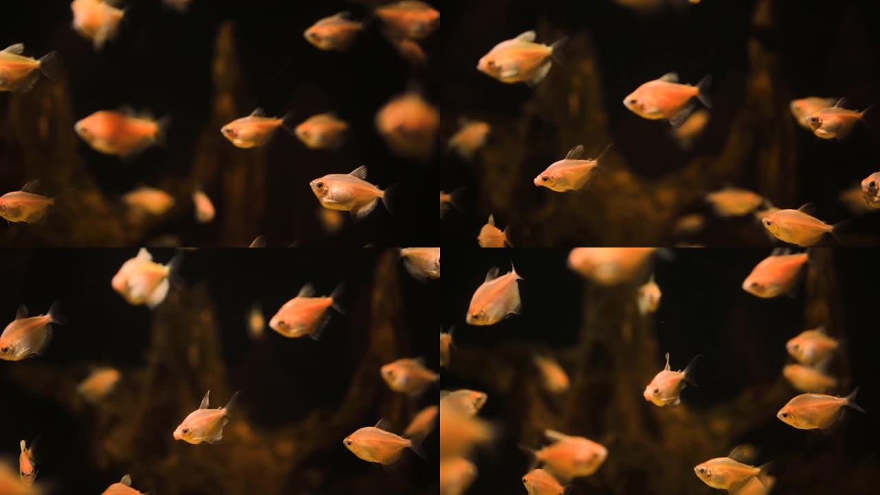 许多黄鱼在深蓝色大海的水族馆的珊瑚水下游泳。