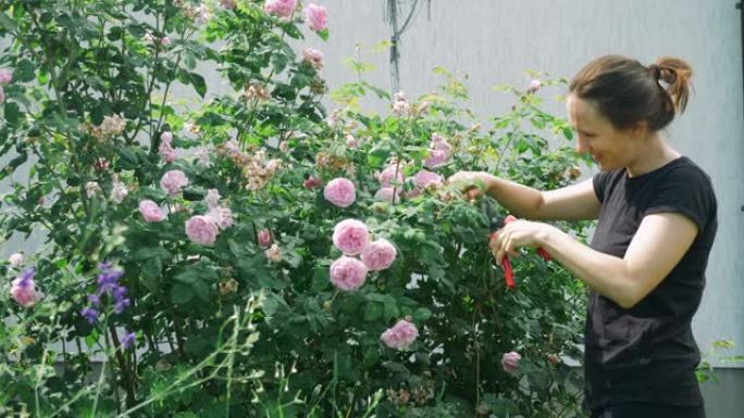 年轻的白人妇女，手拿剪枝夹，在果园里剪玫瑰。在阳光明媚的日子里，女园丁在她的房子旁边。在果园里修剪花