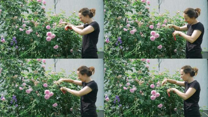 年轻的白人妇女，手拿剪枝夹，在果园里剪玫瑰。在阳光明媚的日子里，女园丁在她的房子旁边。在果园里修剪花