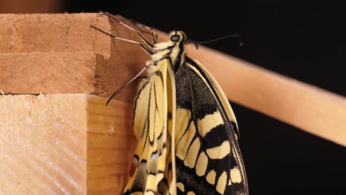 凤蝶 (Papilio machaon)，旧世界燕尾蝶折叠翅膀，将舌头取出