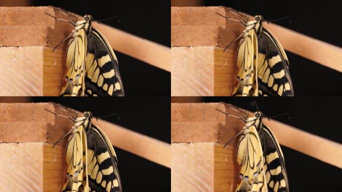 凤蝶 (Papilio machaon)，旧世界燕尾蝶折叠翅膀，将舌头取出