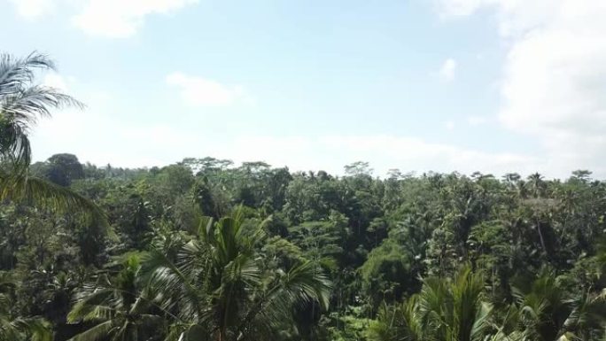 全景无人机拍摄了印度尼西亚巴厘岛乌布的一片广阔的棕榈树森林。高耸的树木。树之间藏着一些稻田。晴天。清