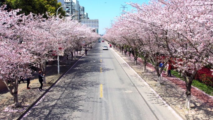 航拍上海樱花大道