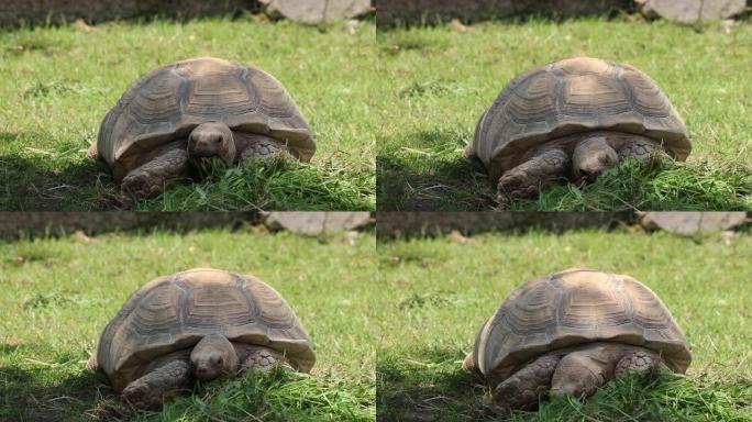 非洲刺激乌龟吞咽食物的特写镜头。Centrochelys sulcata试图在尽可能短的时间内组织尽