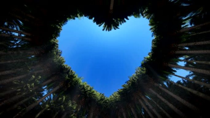 透过棕榈树的心脏向上看，Luma哑光，4K
