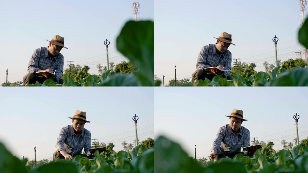 亚洲农民检查植物叶子