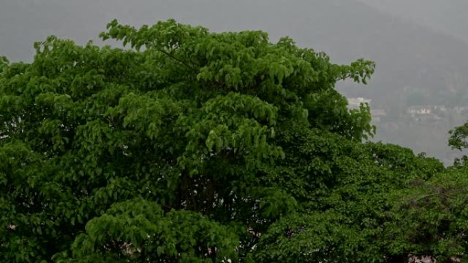 背景为城市景观的树木上的热带雨和风的慢动作