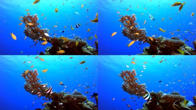 水下美丽的珊瑚鱼花园
