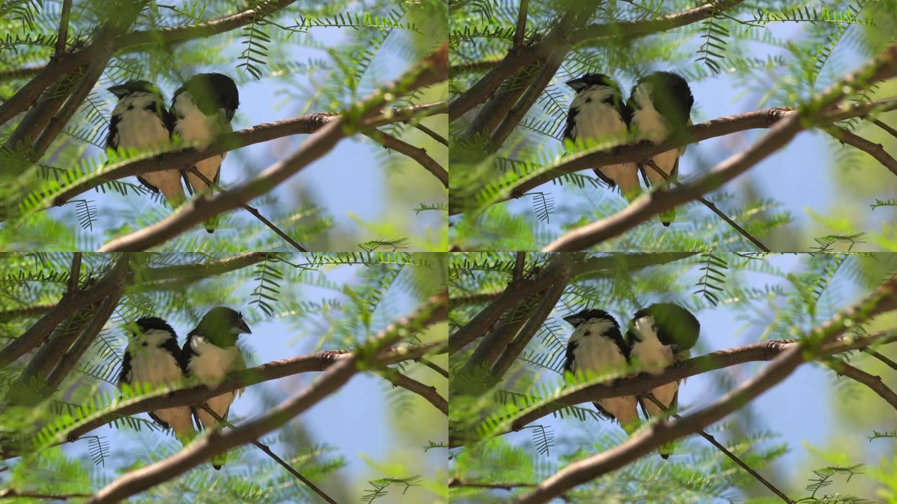 一对野生喜鹊曼尼金鸟在树枝清洗