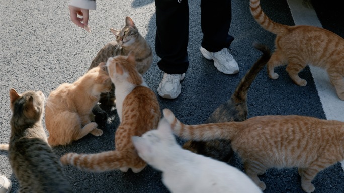 爱心投喂流浪猫群