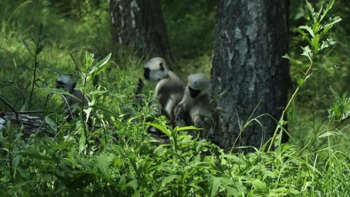灵长类动物家庭盛宴的观点。一群神圣的叶猴，孟加拉神圣的叶猴沉迷于一个小树苗，里面有美味的叶子作为午餐