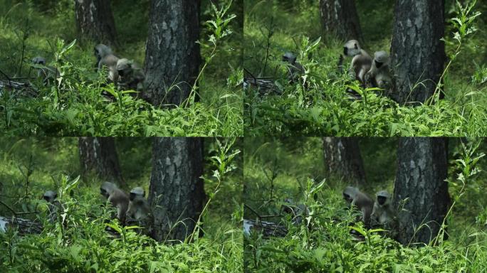 灵长类动物家庭盛宴的观点。一群神圣的叶猴，孟加拉神圣的叶猴沉迷于一个小树苗，里面有美味的叶子作为午餐