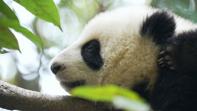 熊猫幼崽树枝睡觉特写