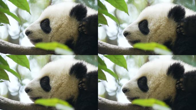 熊猫幼崽树枝睡觉特写
