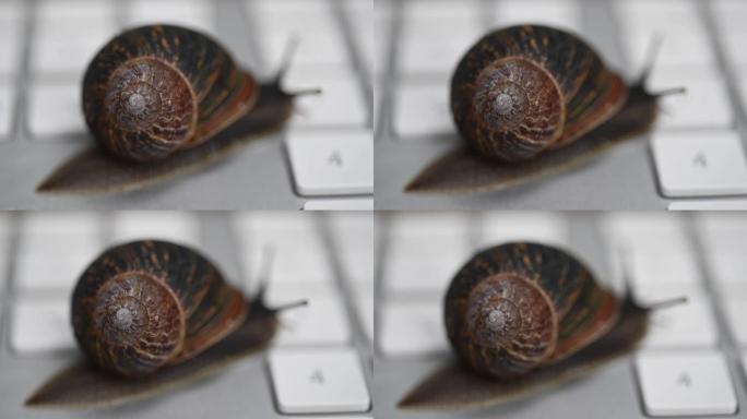 缓慢的蜗牛在电脑键盘上爬行