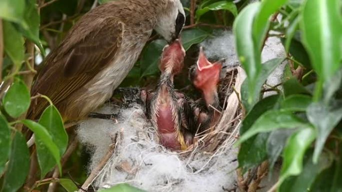 6天大的幼鸟在黄色通风的bulbul (Pycnonotus goiavier) 或东部黄色通风的巢