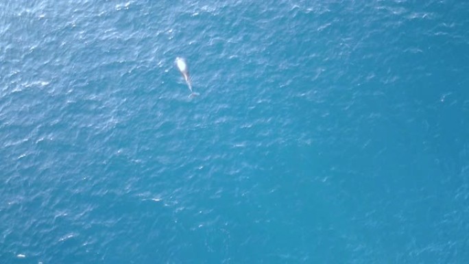 一只海豚在海水下游泳，溅到海面上。鸟瞰图