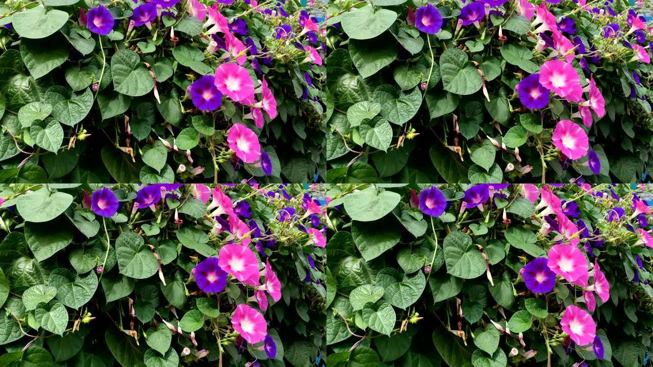 许多鲜艳的花朵紫色牵牛花或紫花Ipomoea purpurea生长在茂密的绿色叶子中。