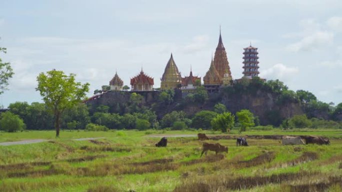 在泰国北碧府区的Wat Tham Sua或Tiger Cave Temple吃绿色大米和草田的牛。旅