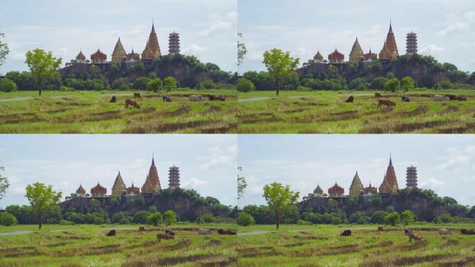 在泰国北碧府区的Wat Tham Sua或Tiger Cave Temple吃绿色大米和草田的牛。旅