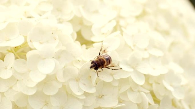 菊花上的花粉采摘