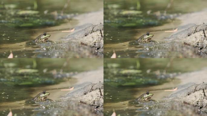 绿蛙坐在河边的沙滩上。沼泽中的蟾蜍肖像