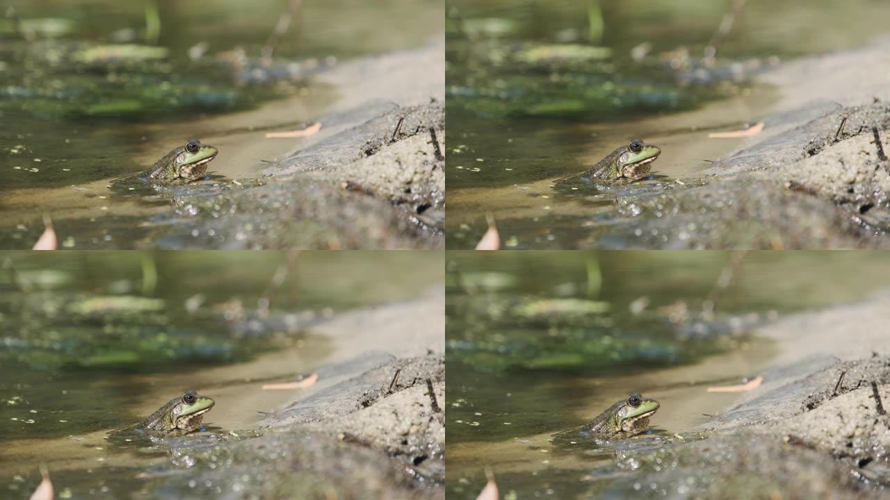 绿蛙坐在河边的沙滩上。沼泽中的蟾蜍肖像