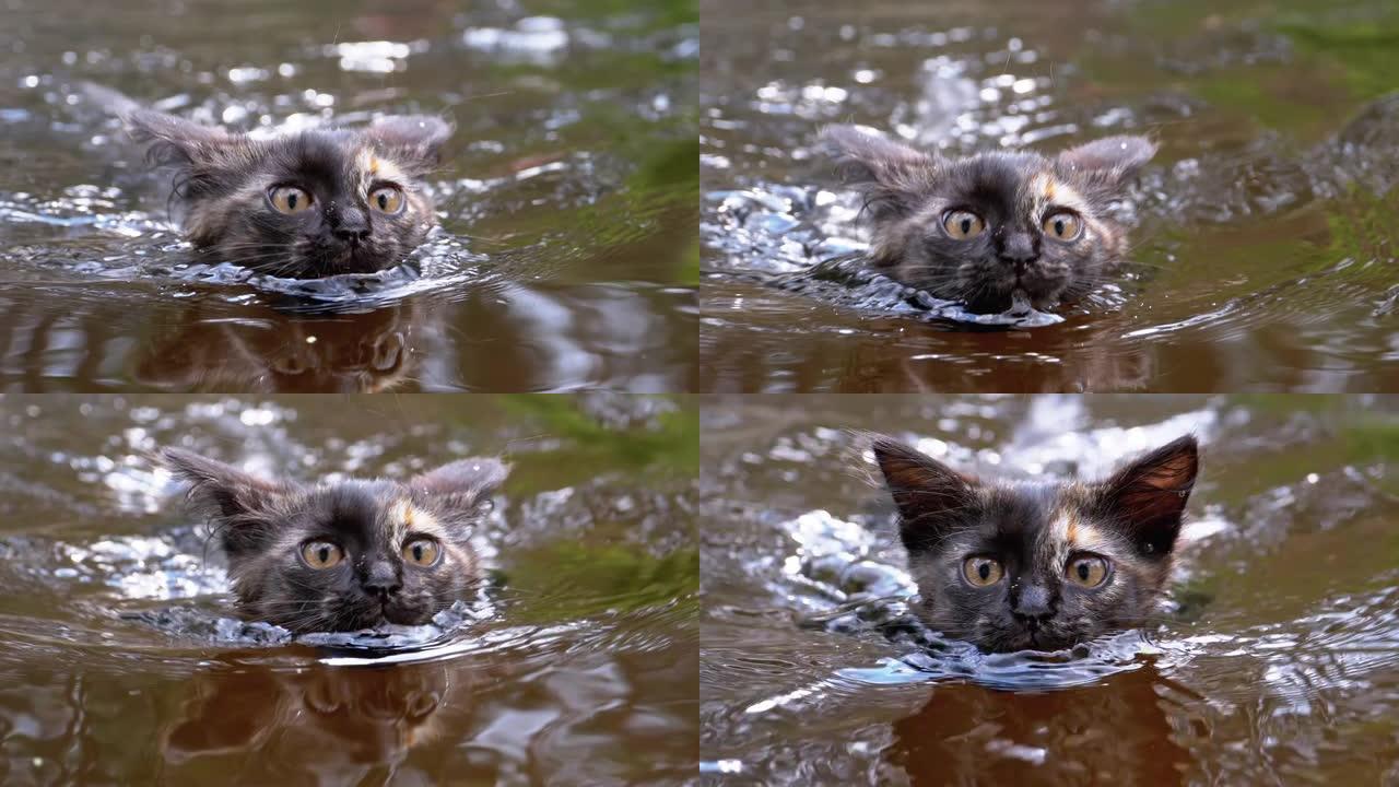 猫在河里游泳。黑小猫在水里游泳。猫的情绪。慢动作
