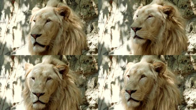 成年雄性狮子看着相机。